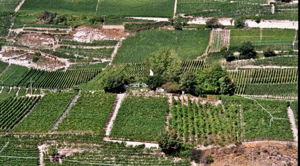 ...auch auf den kleinsten Weinberg der Welt - Bild Mitte rechts unten neben der weißen Fahne