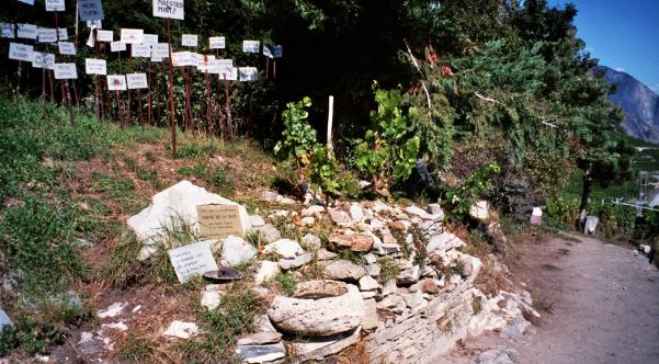 ...am kleinsten Weinberg der Welt - mit drei Weinstöcken